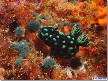 australia corales (23)