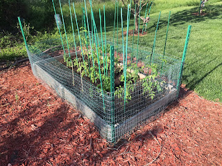 Lettuce and tomato plants in a suburban raised bed garden