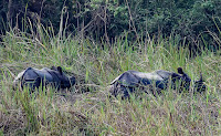 One horned Rhino at Chitwan National Park