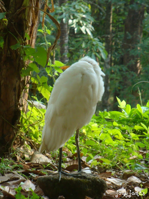 Small White Heron, Kokku