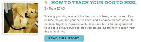 http://cesarswaytraining.blogspot.com/2014/08/how-to-teach-your-dog-to-heel.html