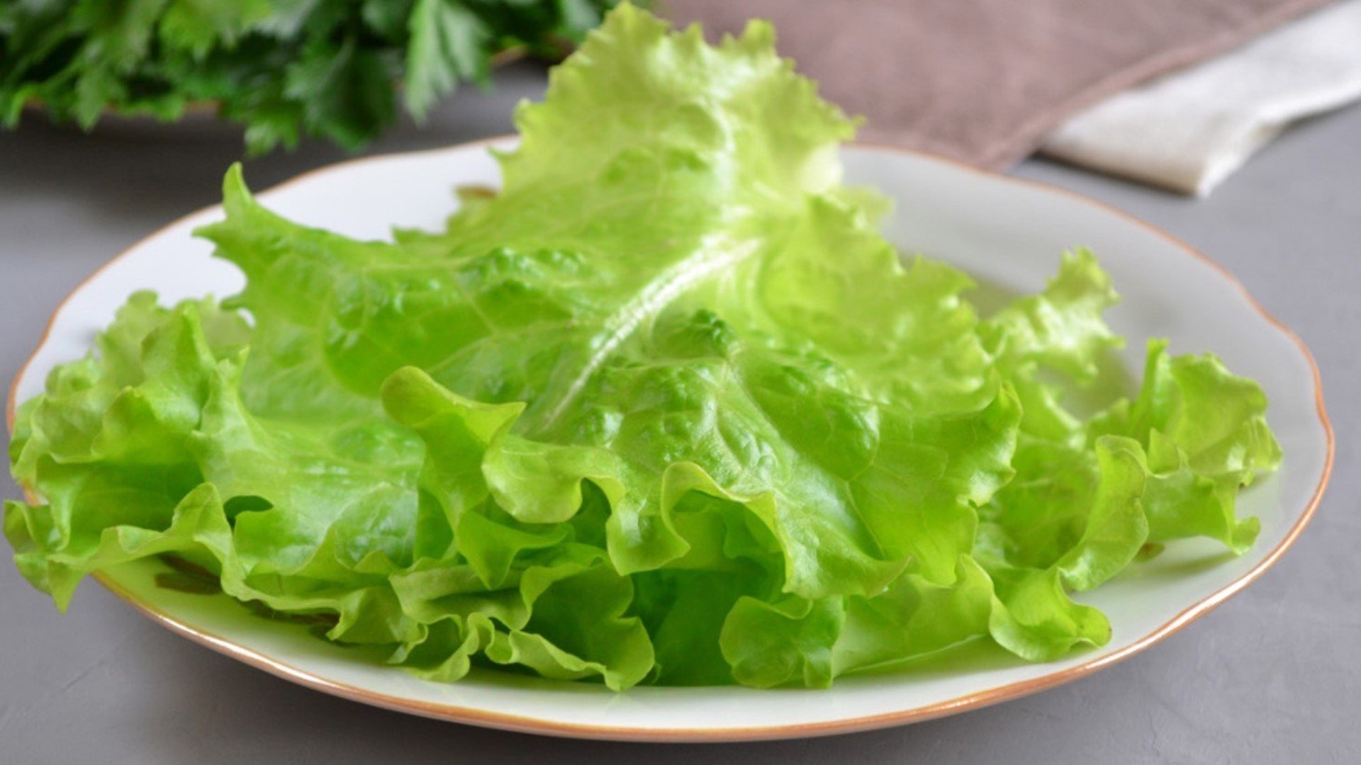 Салат латук что это такое. Салат латук Афицион. Салатные листья. Листик салата. Салат зеленый листовой.