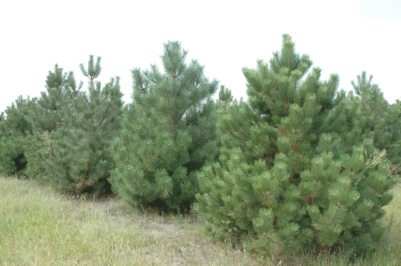 Landscaping Pines