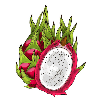 Pencil Sketch and Free Cartoon Images of Dragon Fruit