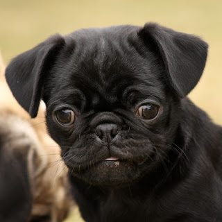 Pugs Dog