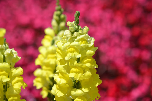 A yellow flower on a background of red flowers