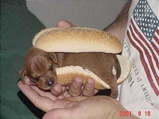 hot dog