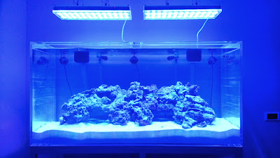 Reef Aquarium photos with Orphek Atlantik moonlight