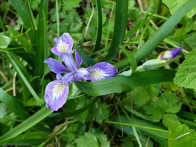 22: iris in the grass