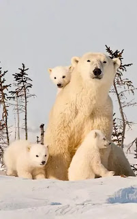 Polar-Bear-Provincial-Park-2