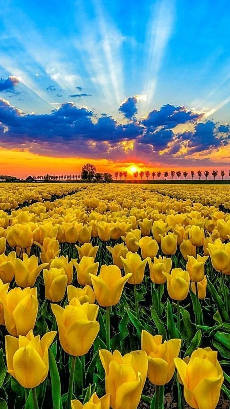 Tulip Garden Wallpaper