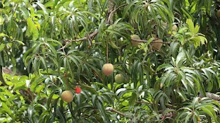 Mango Tree