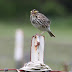 The Savannah Sparrow