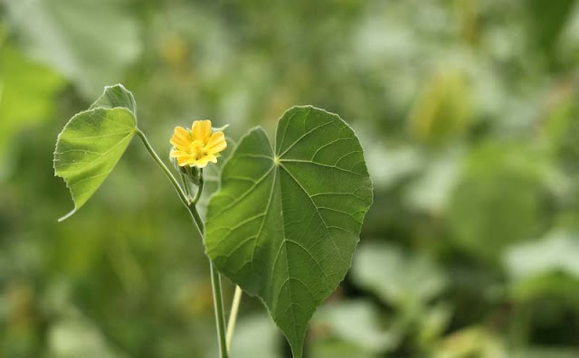 Indian Mallow Flowers