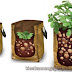 Hướng dẫn kỹ thuật trồng khoai tây trong túi cho hiệu quả cao