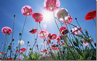 sunny day flowers