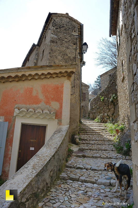 un chien dans les escaliers de Brantes photo pascal blachier au delà du cliché