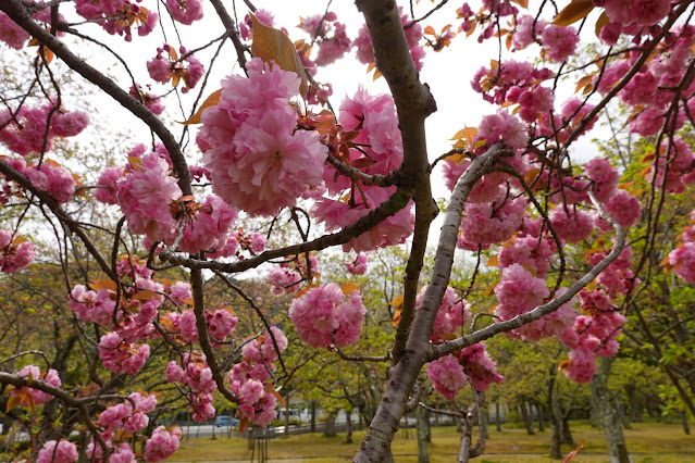 鳥取県米子市久米町　湊山公園　カンザン (関山）