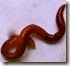 red worm