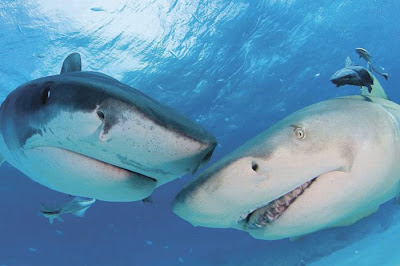 Sharks Up Close Seen On www.coolpicturegallery.us