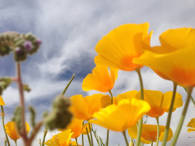 California poppies at Franklin Mountains State Park in El Paso, Texas.  Photo taken April 2016.