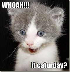 whoah-it-caturday[3]