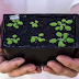 Lagartas vorazes faziam as plantas falar