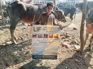 صندوق التأمين على الثروة الحيوانية يطلق قافله بيطرية توعوية في سوق الماشية  بمحافظة المنوفيه