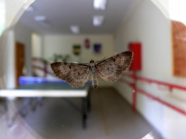 butterfly on the window