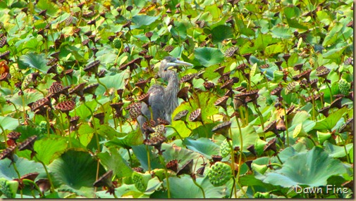 Great Meadow_005