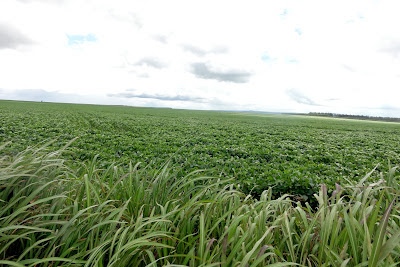 plantação de soja