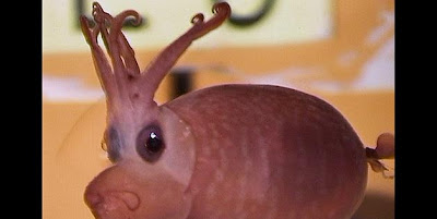 piglet squid