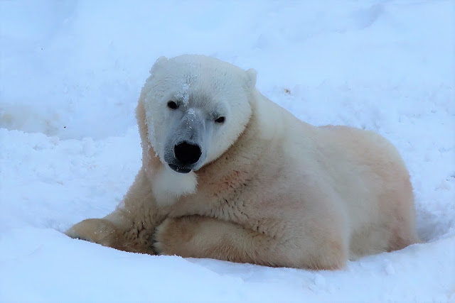 北海道 札幌 円山動物園