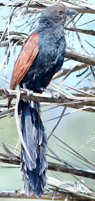 "Greater Coucal - Centropus sinensis, resident perched on a date palm tree."