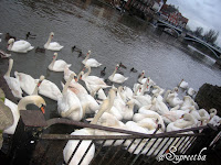 Swans in Thames