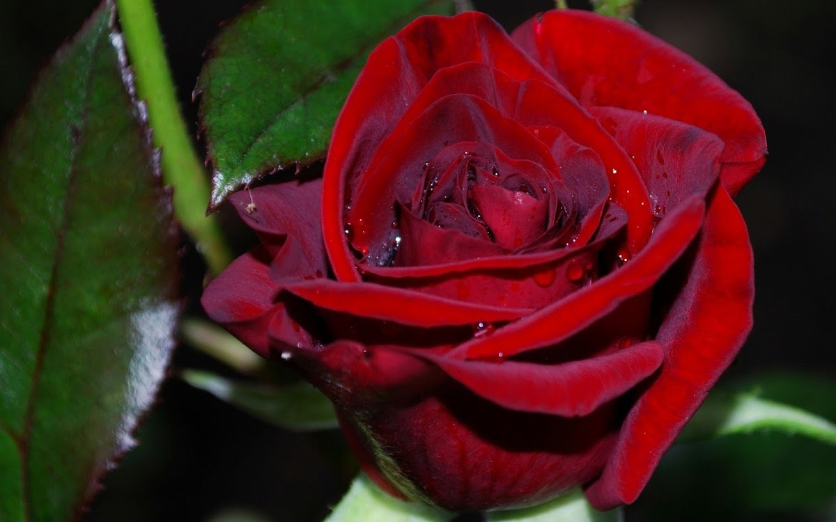 Red Rose Widescreen HD Wallpaper 8