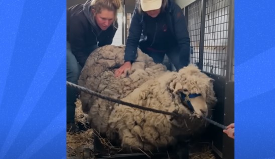 200-pound sheep looked like a walking cloud