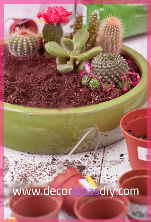 ديكور نبات صبار Cacti