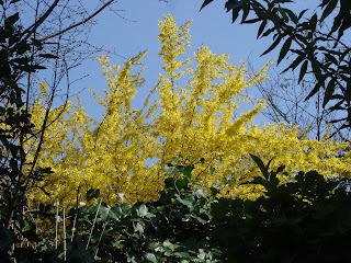 forsythia inflorita primavara