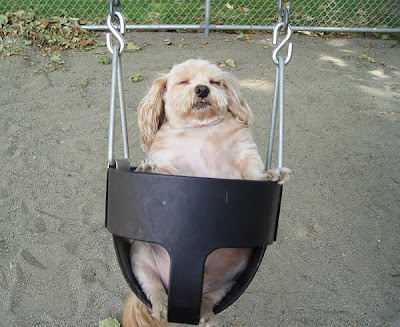 Cute Swinging Dogs Seen On www.coolpicturegallery.us