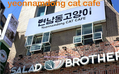 Cat Cafes In Seoul