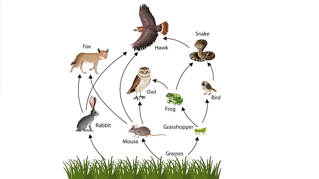 Food Chain : Definition, Composition, types, Importance