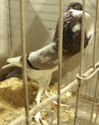 Pigmy Pouter Pigeon