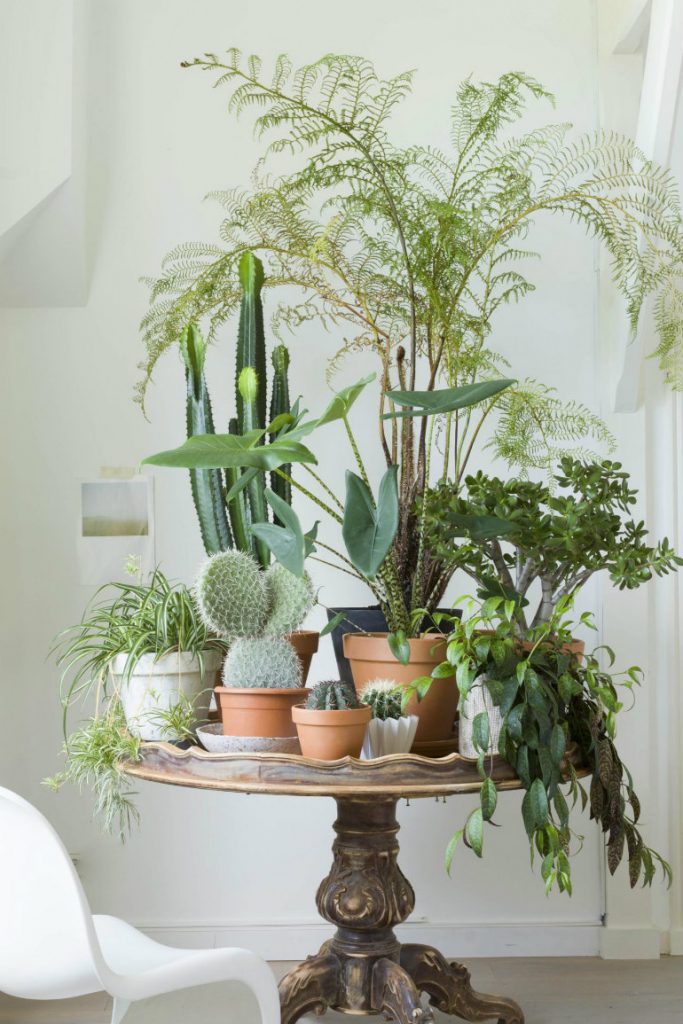 Decorar con cactus, las plantas con superpoderes_8