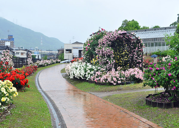 福岡バラ会2019年お庭拝見ツアー北九州市立総合農事センターバラ園-1