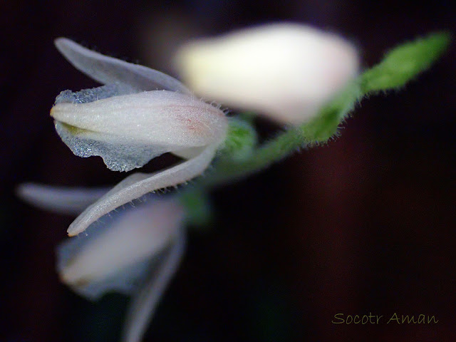 Goodyera schlechtendaliana