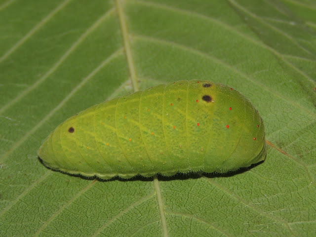 Iphiclides feisthamelii eiruga