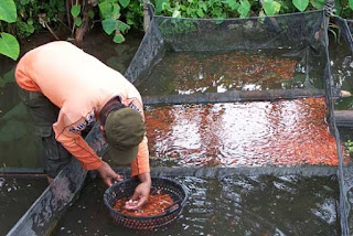 cara budidaya ikan koi di kolam terpal,ikan koi di akuarium,ikan koi di aquarium,ikan koki,ikan cupang,ikan mujair,ikan lele,ikan arwana,