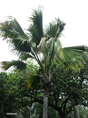 coco de mer, Lodioicea maldivica, Honolulu