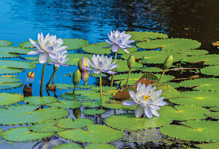 Importance of national flower water lily